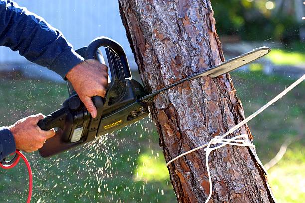 Best Tree Maintenance Programs  in Union Grove, WI