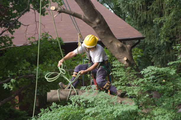 Best Tree Trimming and Pruning  in Union Grove, WI