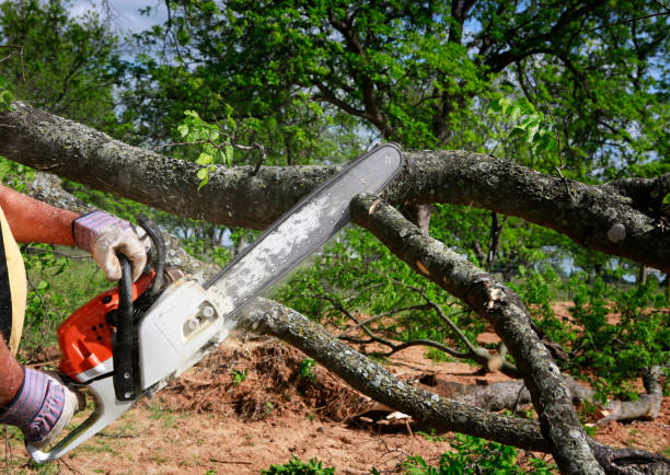 Best Tree Disease Treatment  in Union Grove, WI